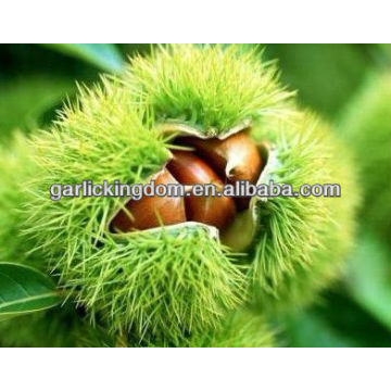 Organic Fresh Chestnut